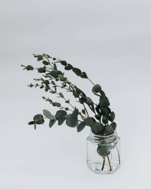 Beyaz arka planda kurumuş okaliptüs yaprakları vazoda.