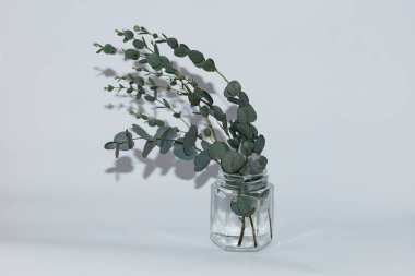 Beyaz arka planda kurumuş okaliptüs yaprakları vazoda.