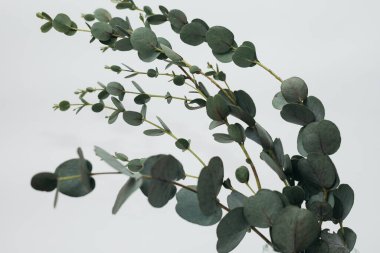 Beyaz arka planda kurumuş okaliptüs yaprakları vazoda.