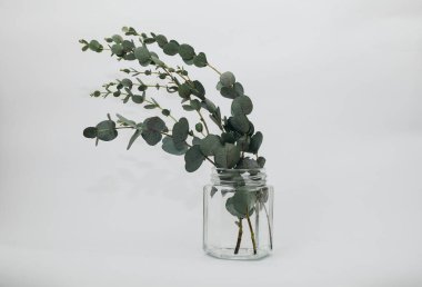 Beyaz arka planda kurumuş okaliptüs yaprakları vazoda.