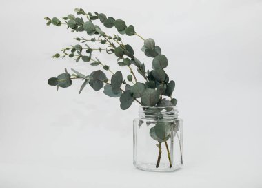 Beyaz arka planda kurumuş okaliptüs yaprakları vazoda.