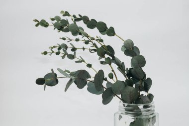 Beyaz arka planda kurumuş okaliptüs yaprakları vazoda.