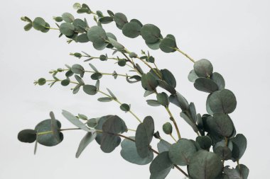 Beyaz arka planda kurumuş okaliptüs yaprakları vazoda.