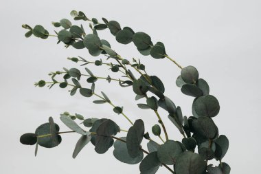 Beyaz arka planda kurumuş okaliptüs yaprakları vazoda.