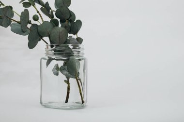 Beyaz arka planda kurumuş okaliptüs yaprakları vazoda.