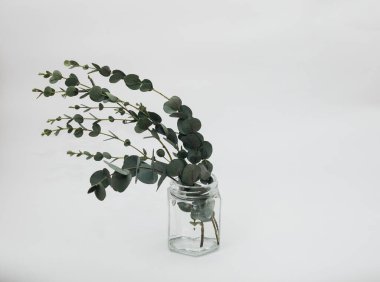 Beyaz arka planda kurumuş okaliptüs yaprakları vazoda.