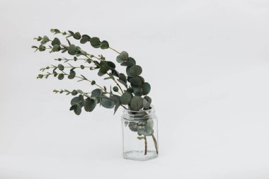 Beyaz arka planda kurumuş okaliptüs yaprakları vazoda.