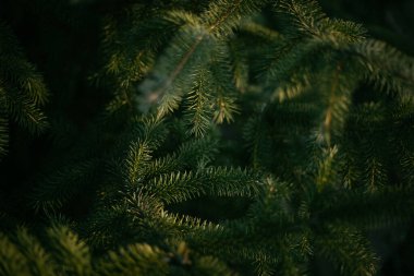 Bir çam ağacı, bir Noel ağacı, batan güneşin ışınlarıyla aydınlatılır.