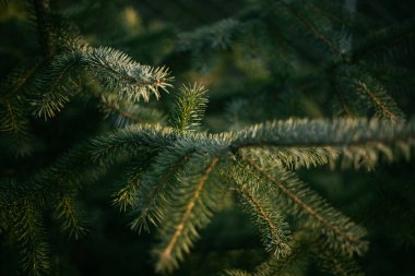 Bir çam ağacı, bir Noel ağacı, batan güneşin ışınlarıyla aydınlatılır.