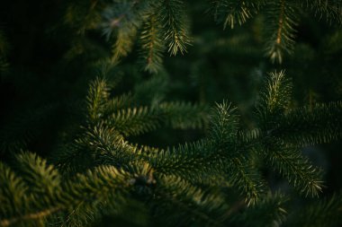 Bir çam ağacı, bir Noel ağacı, batan güneşin ışınlarıyla aydınlatılır.