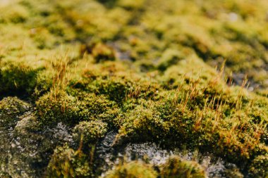 Güneşli havada taşın üstünde yosun