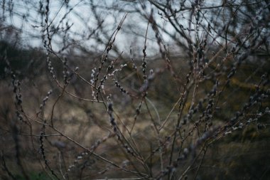 Baharda bulutlu havada sarmaşık, bulanık arka plan