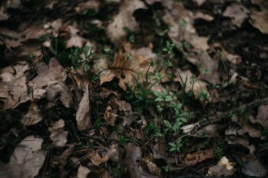 İlkbahar döneminde, ormanda yeşil çimenler filizlenir.