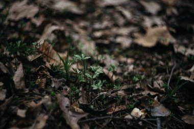 İlkbahar döneminde, ormanda yeşil çimenler filizlenir.