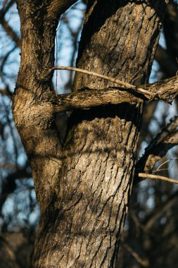 Ormanda yosun kaplı bir ağaç. ahşap ve yosun dokusu