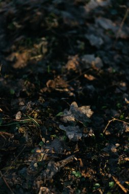 İlkbaharda ormandaki bitkilerin ilk belirtileri