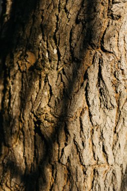 Ormanda yosun kaplı bir ağaç. ahşap ve yosun dokusu