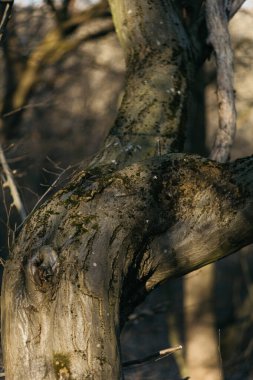 Ormanda yosun kaplı bir ağaç. ahşap ve yosun dokusu