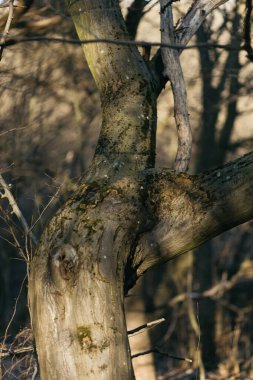Ormanda yosun kaplı bir ağaç. ahşap ve yosun dokusu