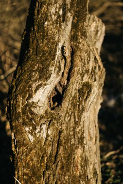 Ormanda yosun kaplı bir ağaç. ahşap ve yosun dokusu
