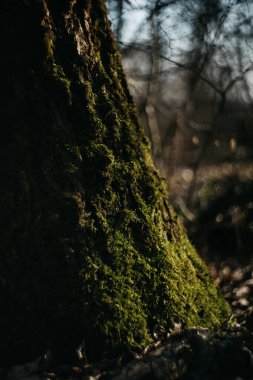 Ağaçlar yosunla kaplı. Güneşin altında bahar ormanı