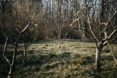 Baharda bahçe güneşli bir günde. Baharda ağaç budanır.
