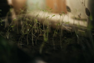 Bahçe için fidanlar büyür.