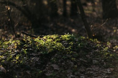 Bahçe için fidanlar büyür.