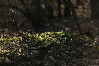 Bahçe için fidanlar büyür.