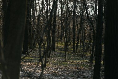 Güneşin altında bahar ormanı