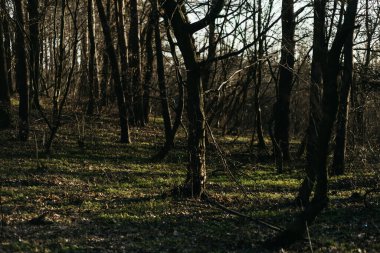 Güneşin altında bahar ormanı