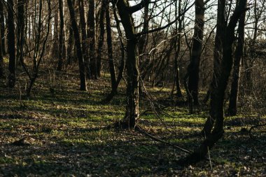 Güneşin altında bahar ormanı
