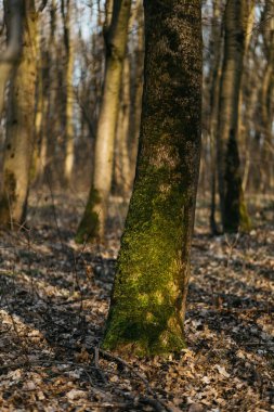 Ağaçlar yosunla kaplı. Güneşin altında bahar ormanı