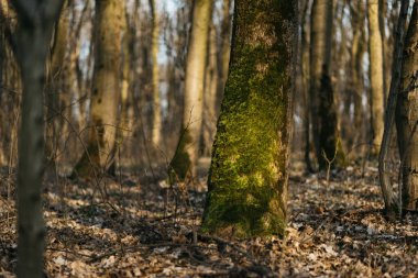 Ağaçlar yosunla kaplı. Güneşin altında bahar ormanı