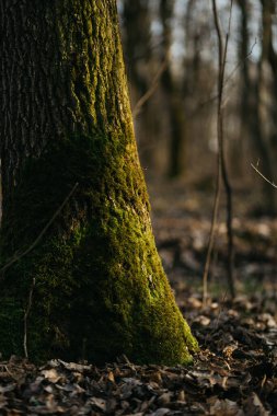 Ağaçlar yosunla kaplı. Güneşin altında bahar ormanı