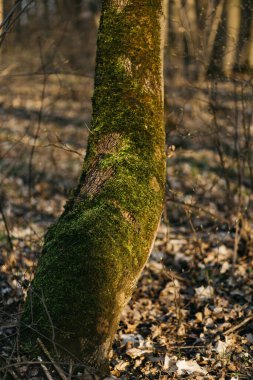 Ağaçlar yosunla kaplı. Güneşin altında bahar ormanı