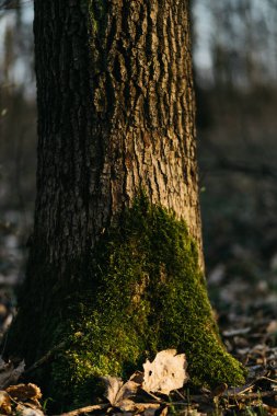 Ağaçlar yosunla kaplı. Güneşin altında bahar ormanı