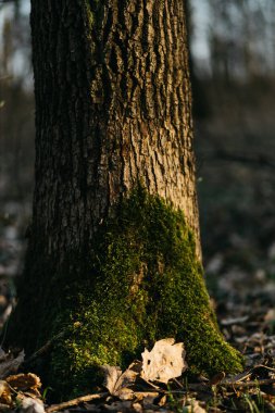 Ağaçlar yosunla kaplı. Güneşin altında bahar ormanı