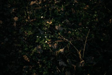 Gün batımında köyde çimenler