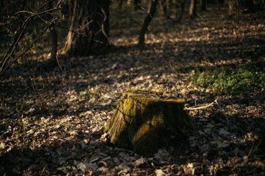 Ormanın içinde yosun kaplı ağaçlar