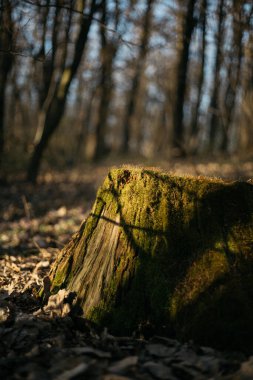 Ormanın içinde yosun kaplı ağaçlar