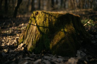 Ormanın içinde yosun kaplı ağaçlar