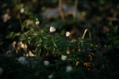 İlkbaharda orman çiçekleri 