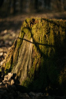 Ormanın içinde yosun kaplı ağaçlar