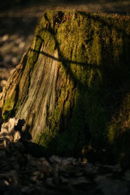 Ormanın içinde yosun kaplı ağaçlar