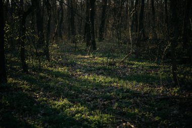 Orman yolu dağlara çıkar.