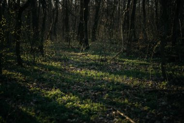 Orman yolu dağlara çıkar.