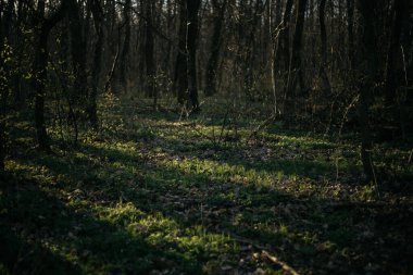 Orman yolu dağlara çıkar.