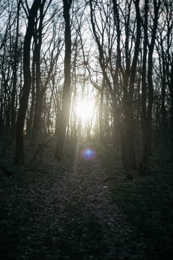 Orman yolu dağlara çıkar.