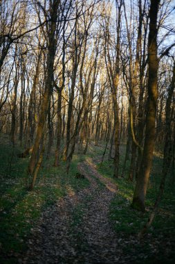 Orman yolu dağlara çıkar.